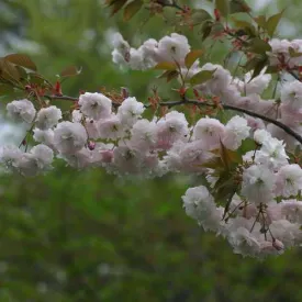 Prunus Shirofugen