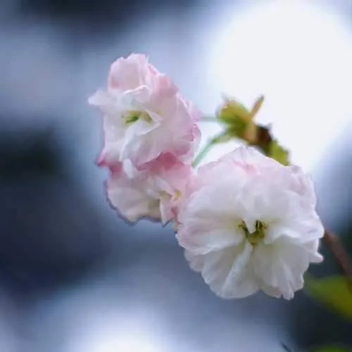 Prunus Shirofugen