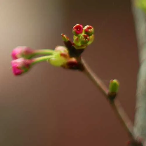 Prunus Shirofugen