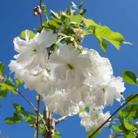 Prunus Shogetsu (Oku Miyako)