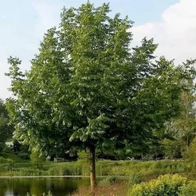 Pterocarya fraxinifolia - Caucasian Wingnut