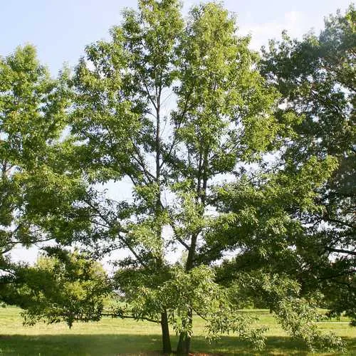 Quercus Acutissima - Sawtooth Oak