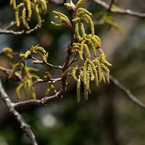 Quercus Acutissima - Sawtooth Oak