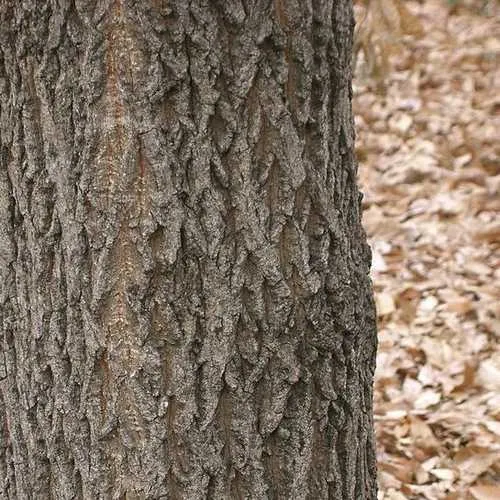 Quercus Acutissima - Sawtooth Oak