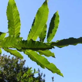 Quercus Acutissima - Sawtooth Oak