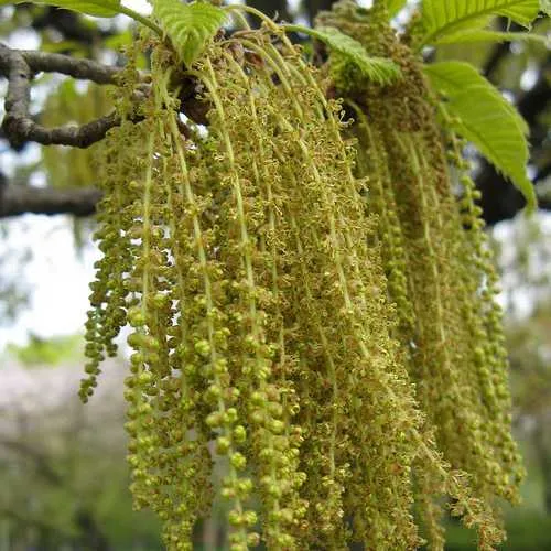 Quercus Acutissima - Sawtooth Oak