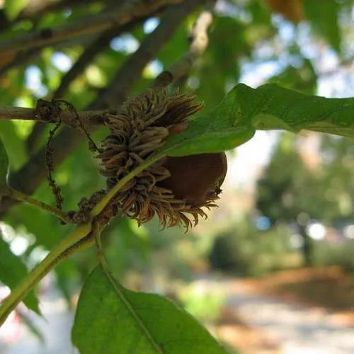 Quercus Acutissima - Sawtooth Oak