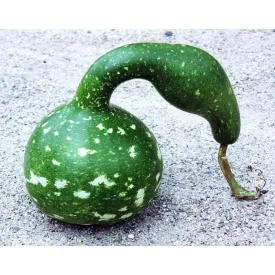 Speckled Swan Gourd (125 Days)